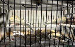 Canaries birds for sale: Mixed canaries - Image 5
