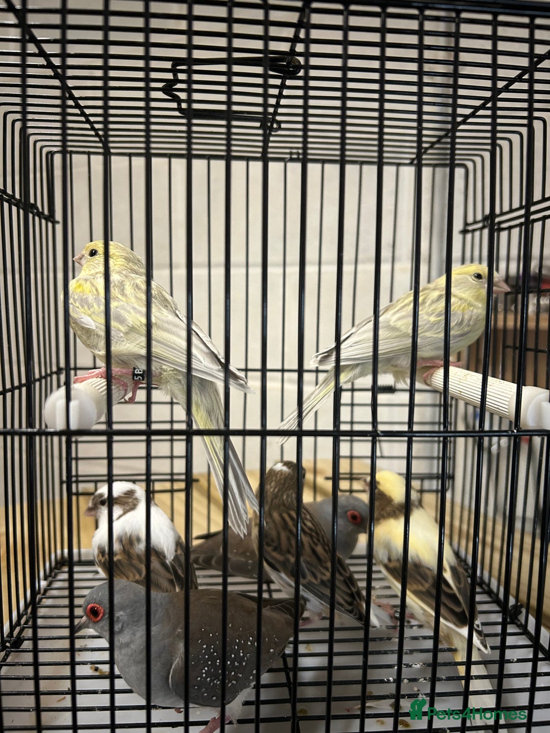Canaries birds for sale: Mixed canaries - Image 5