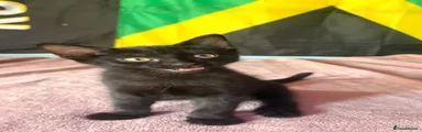 Domestic Shorthair 3