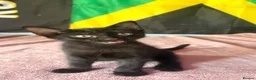 Domestic Shorthair cats for sale: Gorgeous kittens for rehoming  - Advert 4