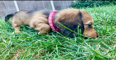 Miniature Dachshund dogs - Advert 6