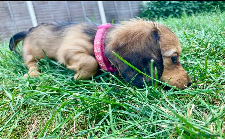 Miniature Dachshund dogs - Advert 4