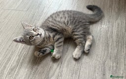 Scottish Fold cats for sale: Scottish fold kitten  - Image 7