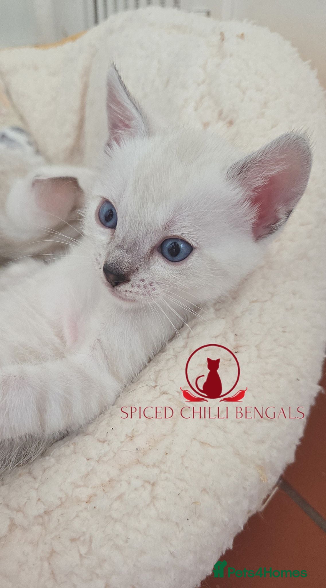 Bengal cats ✨️Last 2 glitter snow champion bengal kittens ✨️ - Advert 2
