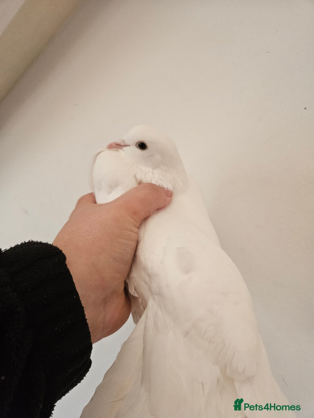 Doves birds for sale: Two White fantail doves - Advert 1