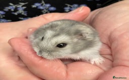 Hamster rodents for sale: Baby Winter White Russian hamsters from show stock - Image 11