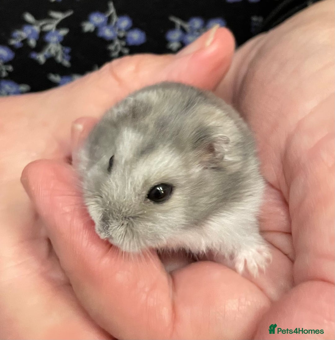 Hamster rodents for sale: Baby Winter White Russian hamsters from show stock - Image 11
