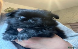 Mixed Breed dogs for sale: Pekingese / Pomeranian puppies for sale - REDUCED  in Leicester - Image 12