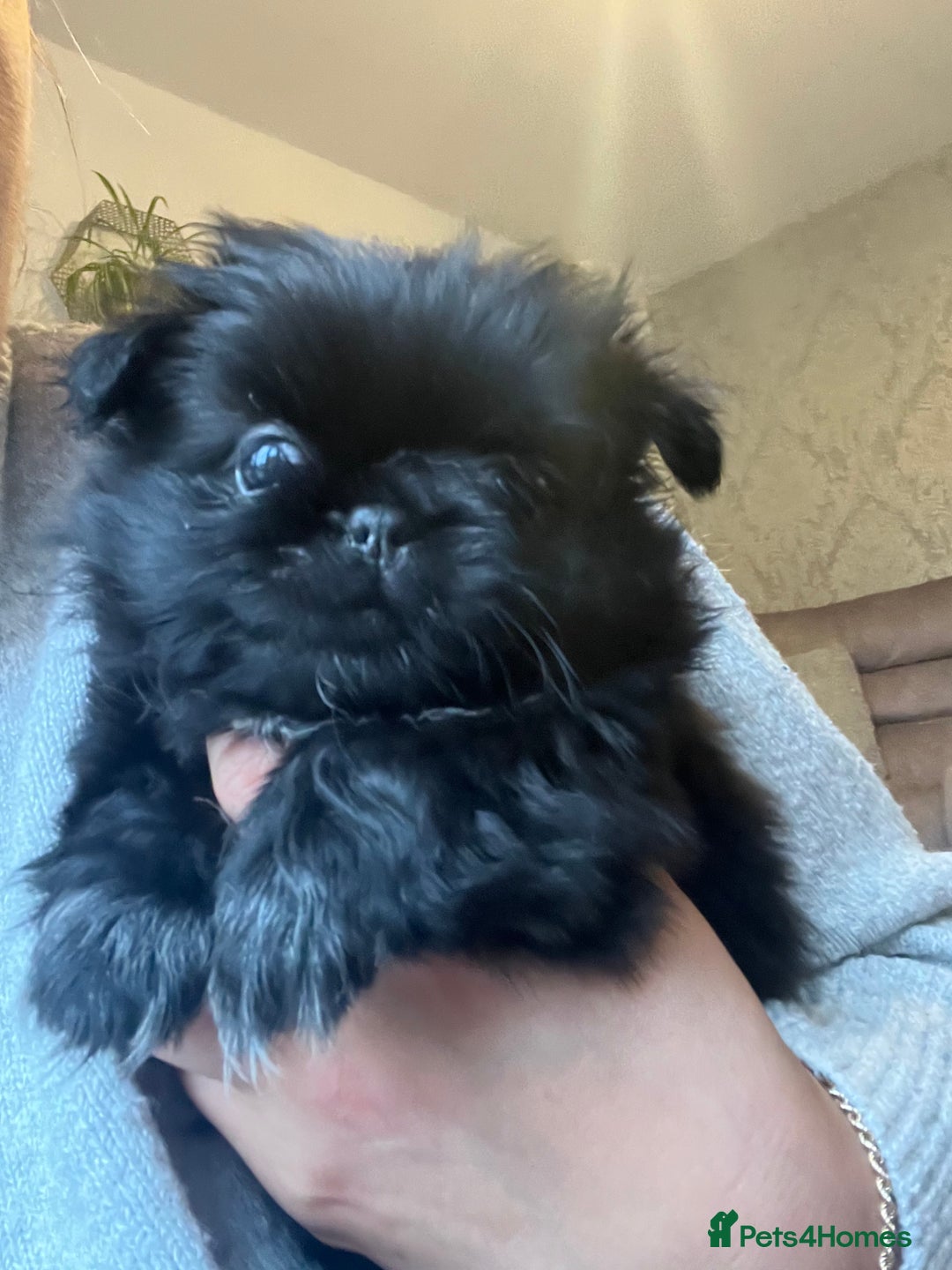 Mixed Breed dogs for sale: Pekingese / Pomeranian puppies for sale - REDUCED  in Leicester - Image 12