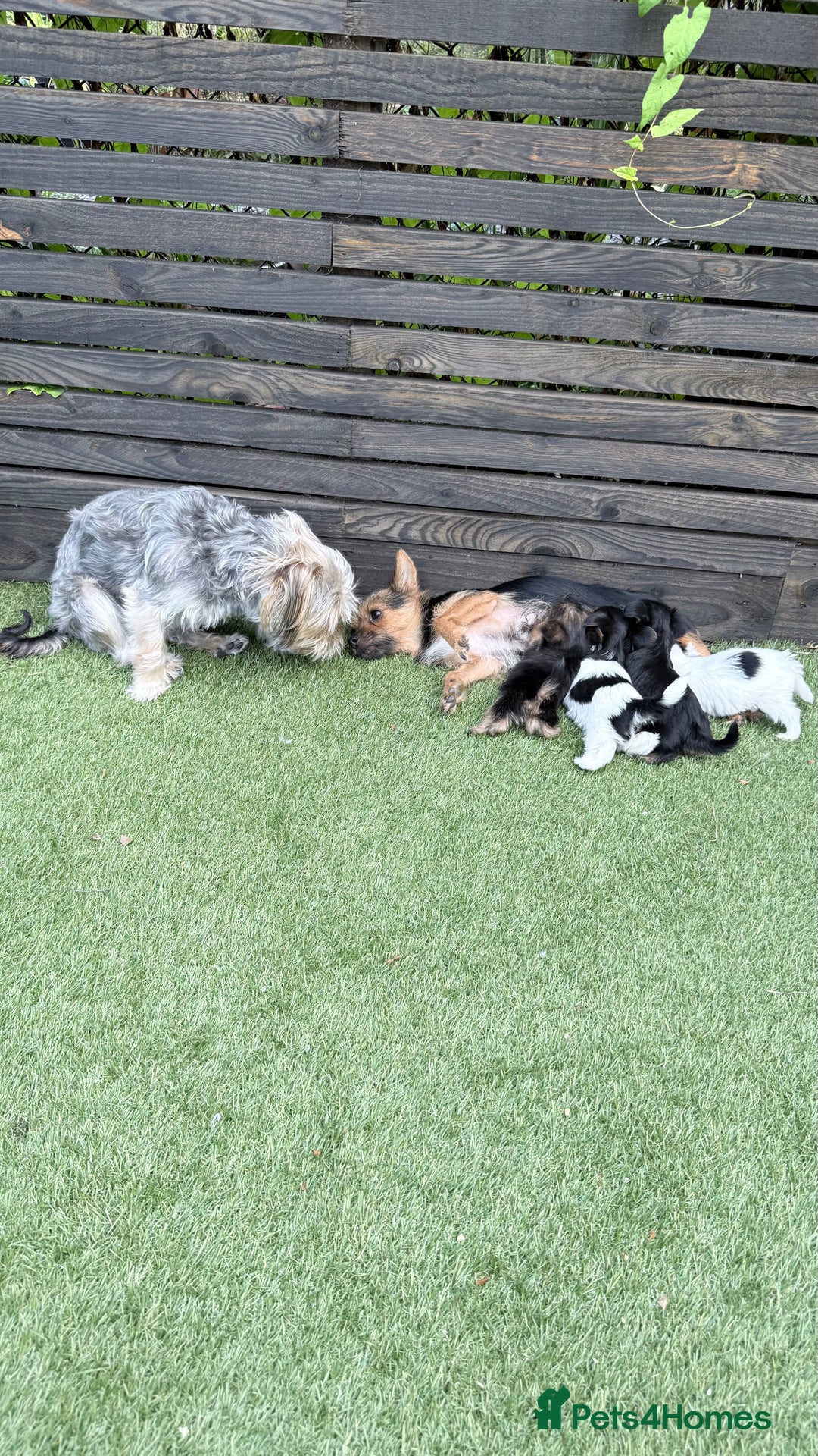 Mixed Breed dogs for sale: 4 gorgeous puppies for sale - Image 11