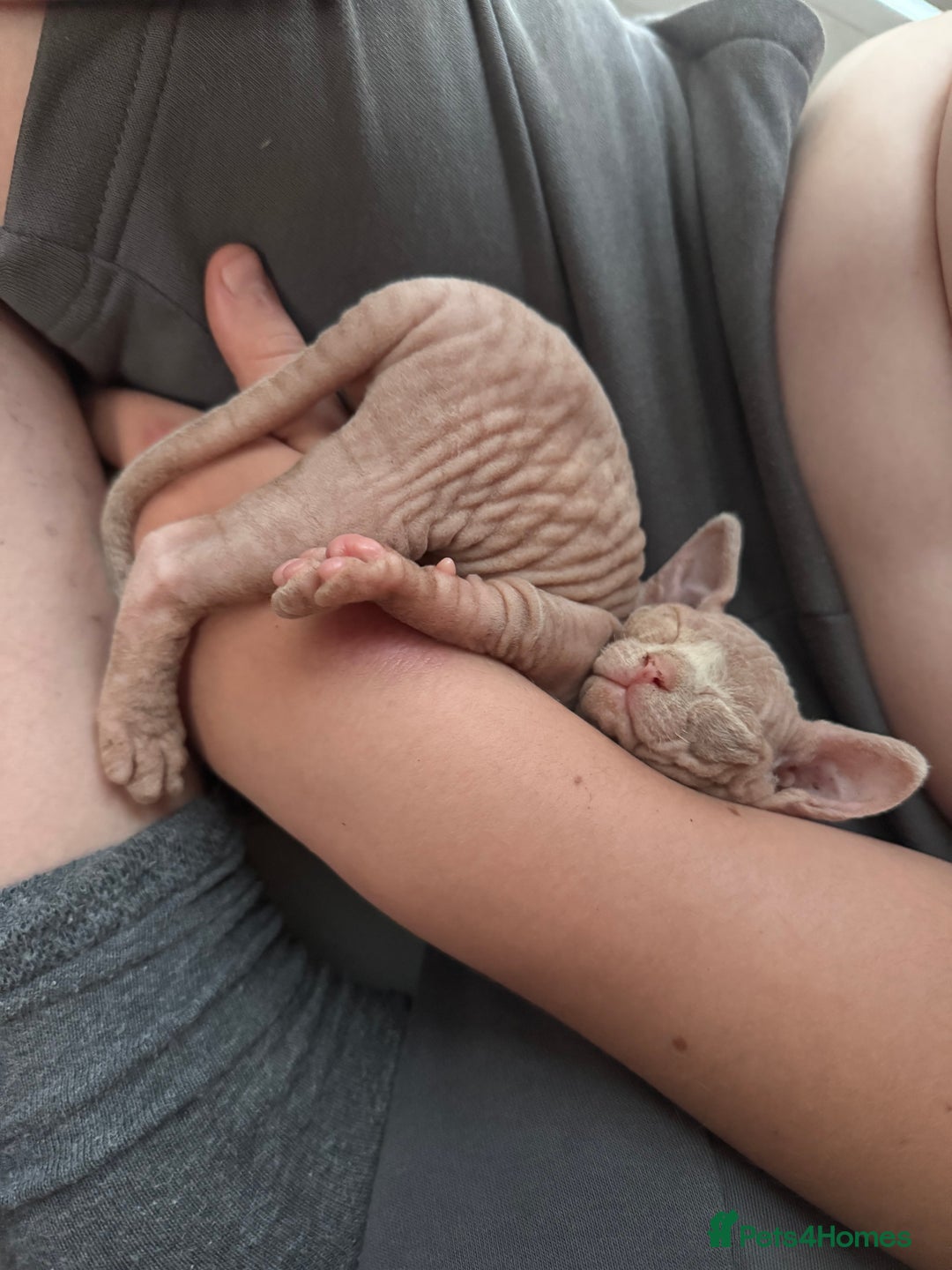 Sphynx cats for sale: Stunning Sphynx Babies seeking forever home 💕✨🐾 - Image 6