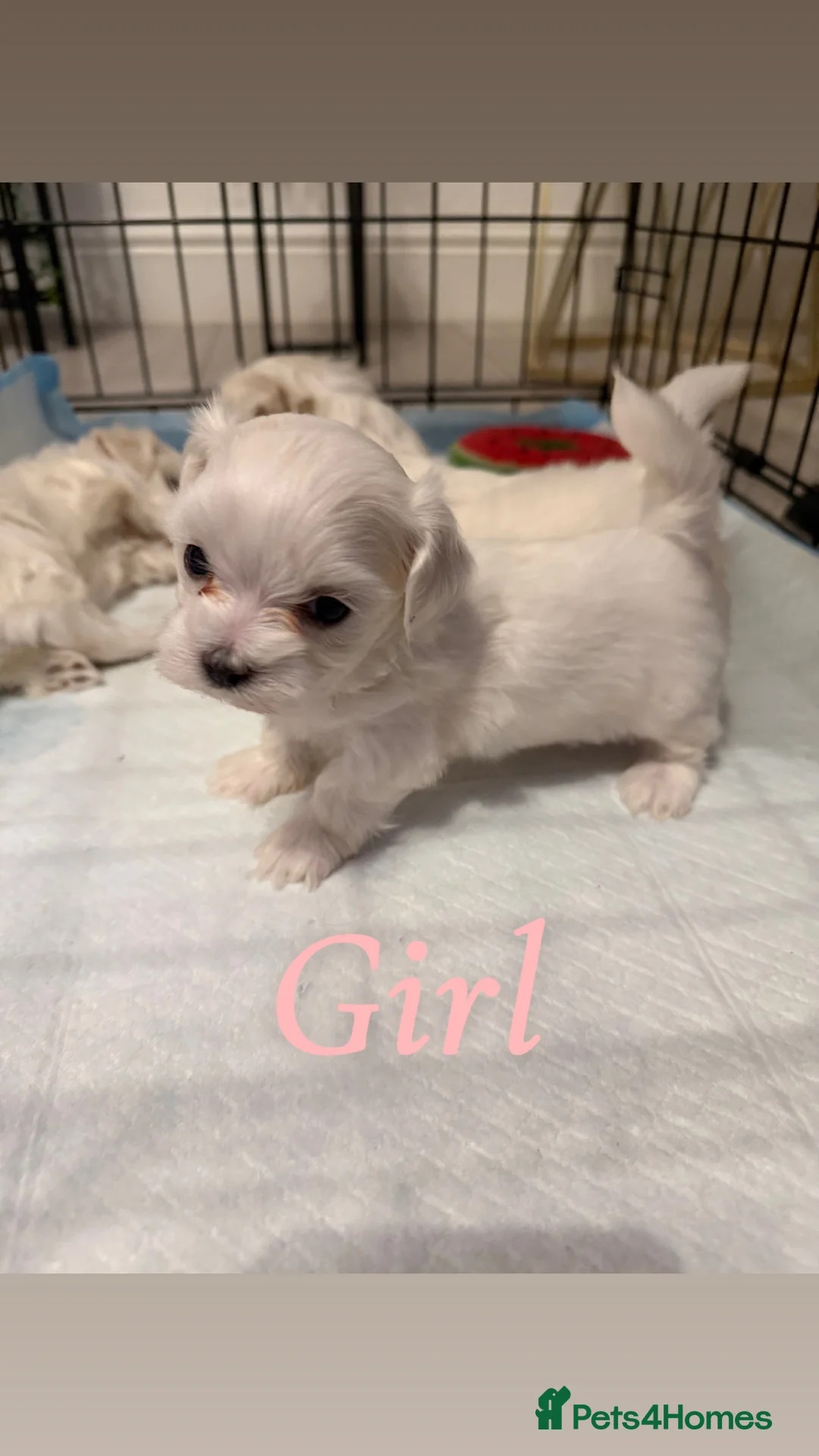 Maltese dogs for sale: Korean maltase puppies for sale  - Advert 6