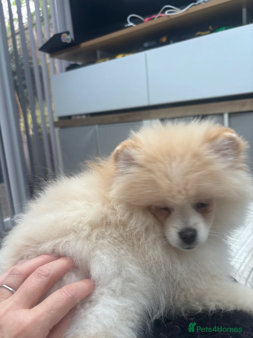 Pomeranian dogs for sale: Pomeranian males looking for there forever home  - Advert 24