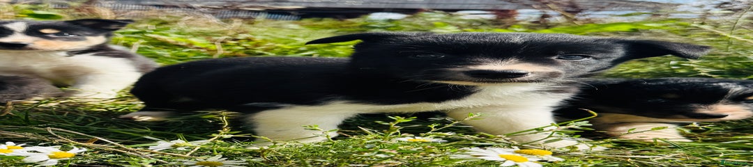 Border Collie Puppy 4