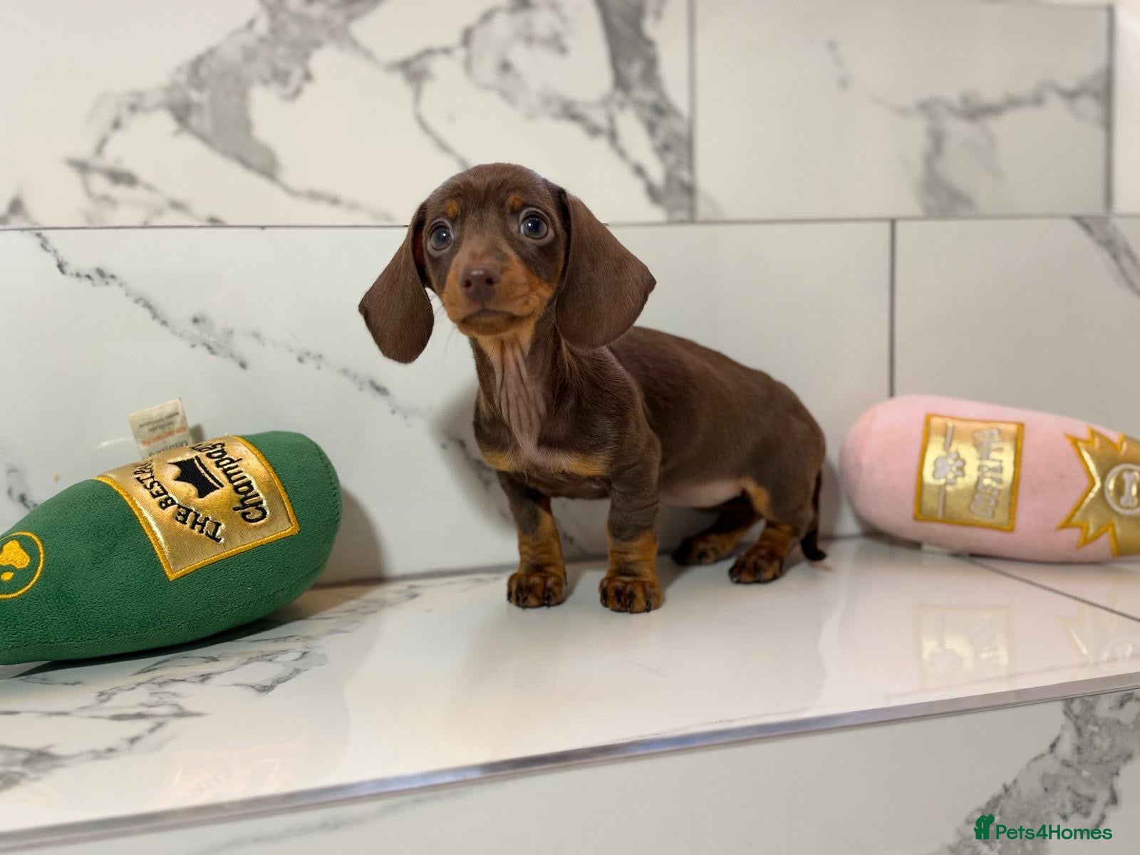 Miniature Dachshund dogs Ready now. 1 little girl left. KC mini dachshunds - Advert 1