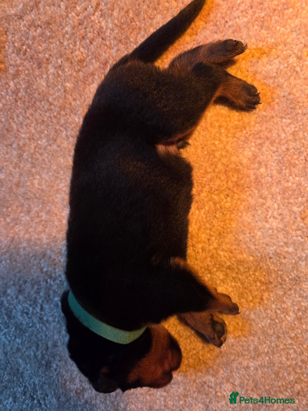 Rottweiler dogs for sale: Indie & dozer pups  - Advert 28