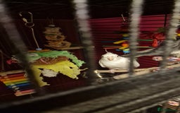 Cockatiels birds for sale: Caspar the cockatiel - Advert 3