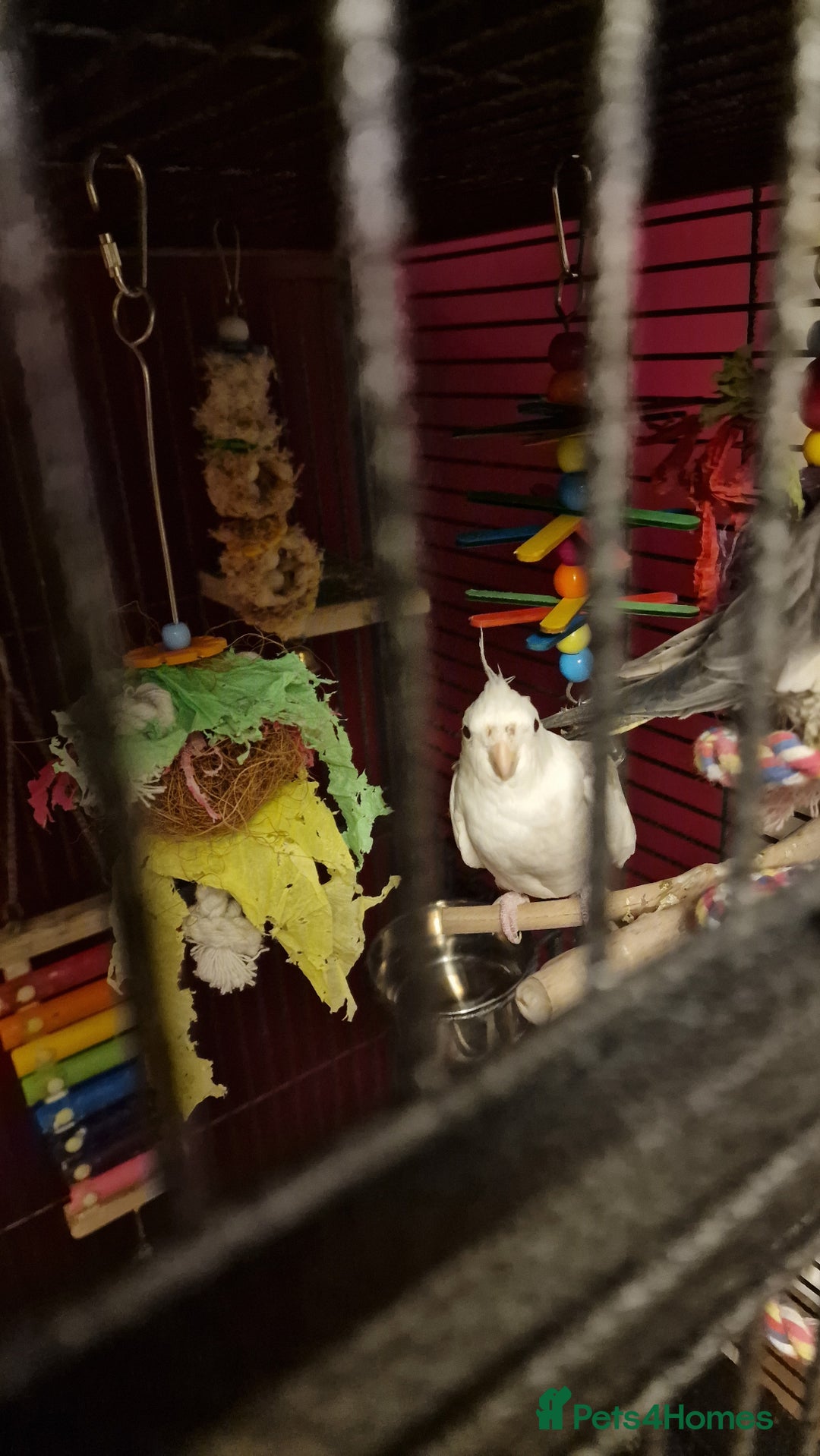 Cockatiels birds for sale: Caspar the cockatiel - Advert 3