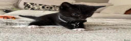 Mixed Breed cats for sale: Cute tuxedo kittens.   - Advert 9
