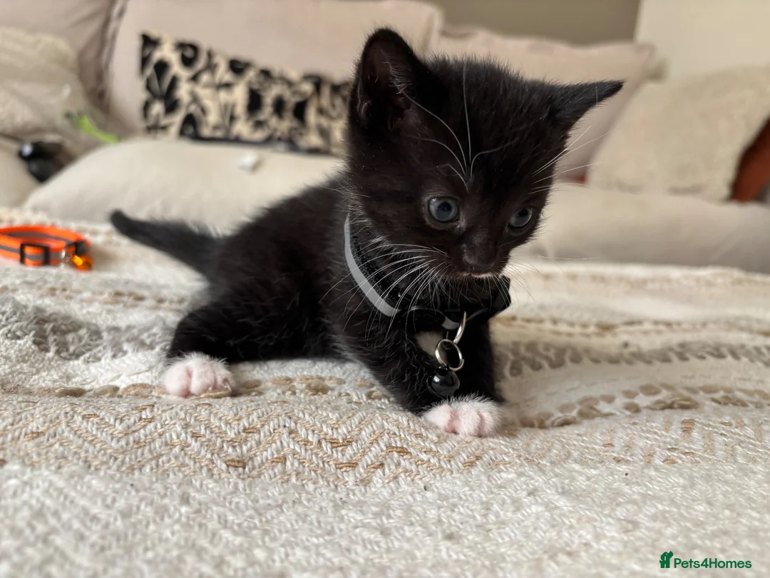 Mixed Breed cats for sale: Cute tuxedo kittens.   - Advert 9