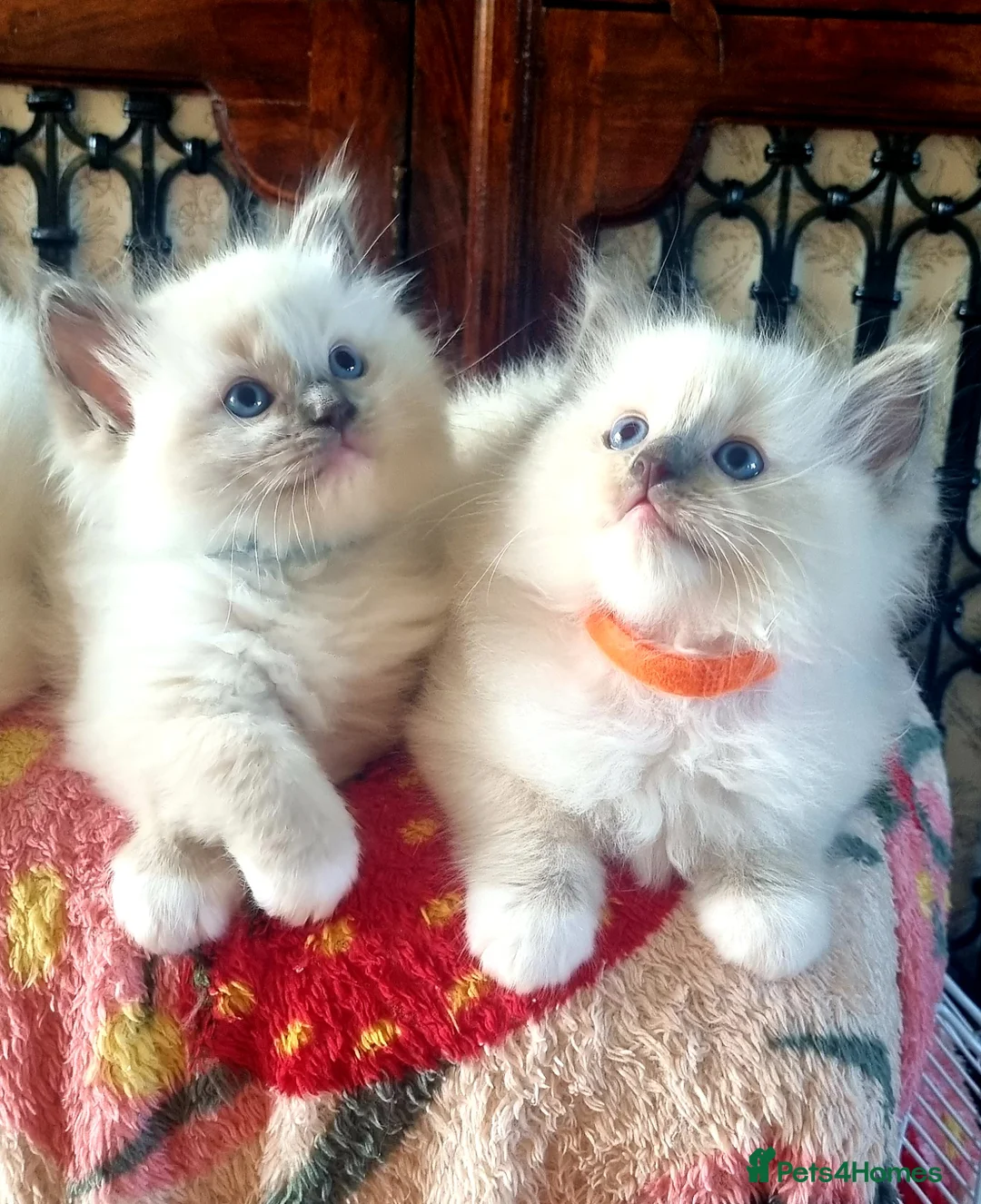 Ragdoll cats for sale: Fluffy Ragdoll Kittens 😸 😍 ♥️  - Advert 1