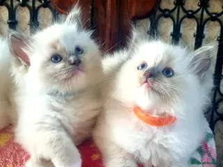 Ragdoll cats Fluffy Ragdoll Kittens 😸 😍 ♥️ - Advert 2