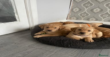 Labrador Retriever dogs - Advert 1