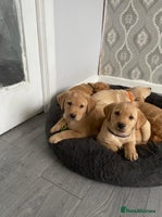 Labrador Retriever dogs - Advert 9