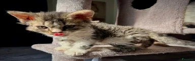 Selkirk Rex 1