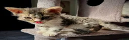 Selkirk Rex cats for sale: Gorgeous Selkirk rex kittens 😻 - Advert 34