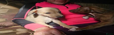 Mixed Breed 6