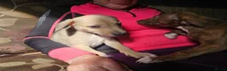 Mixed Breed dogs for sale: Bedlington whippet greyhound  - Advert 27