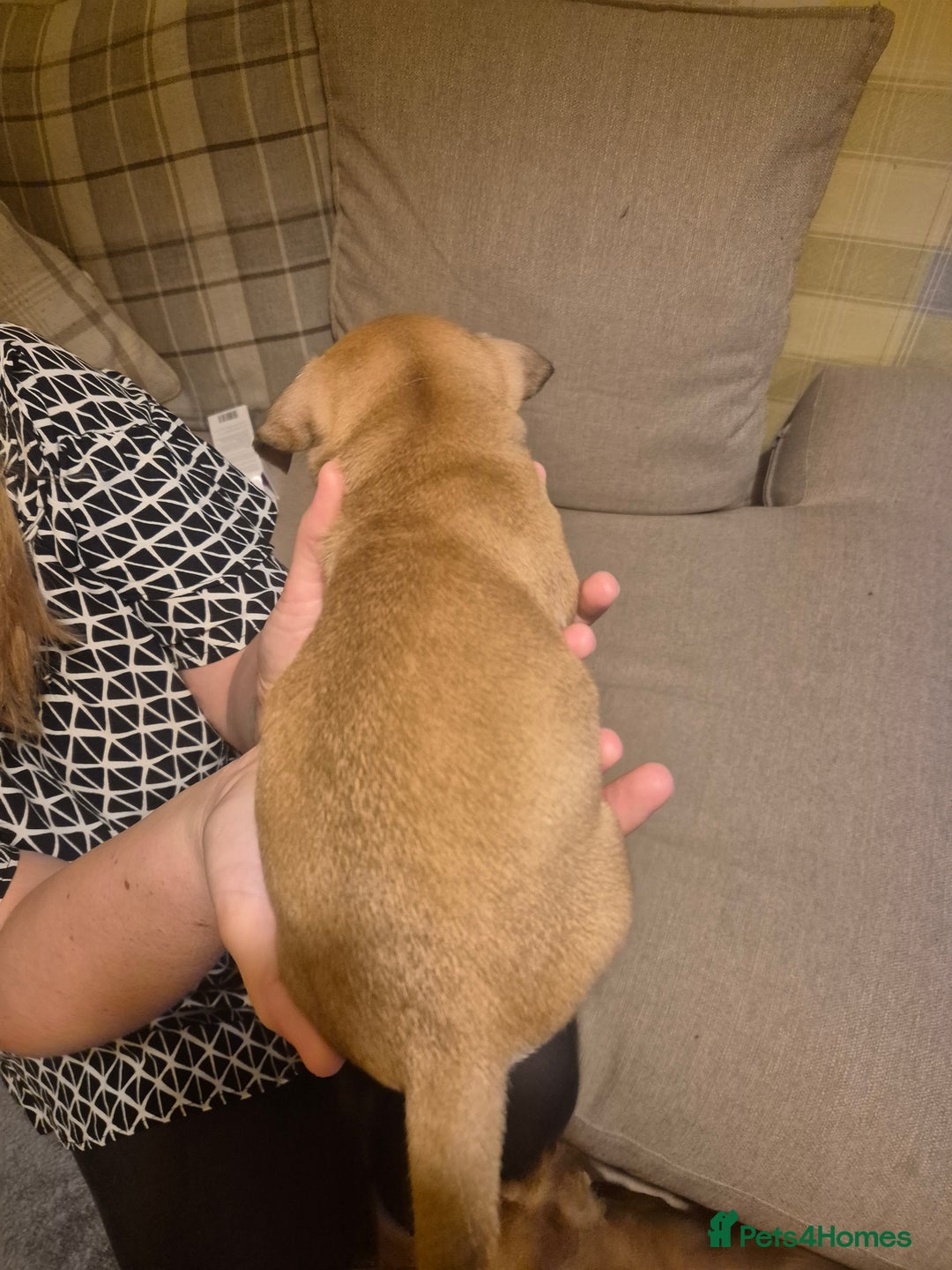 Jug dogs for sale: Jack russel x pug - Advert 9