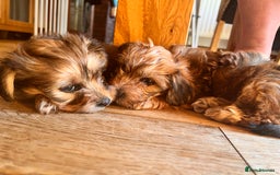 Yochon dogs for sale: Millie’s first litter  - Image 7