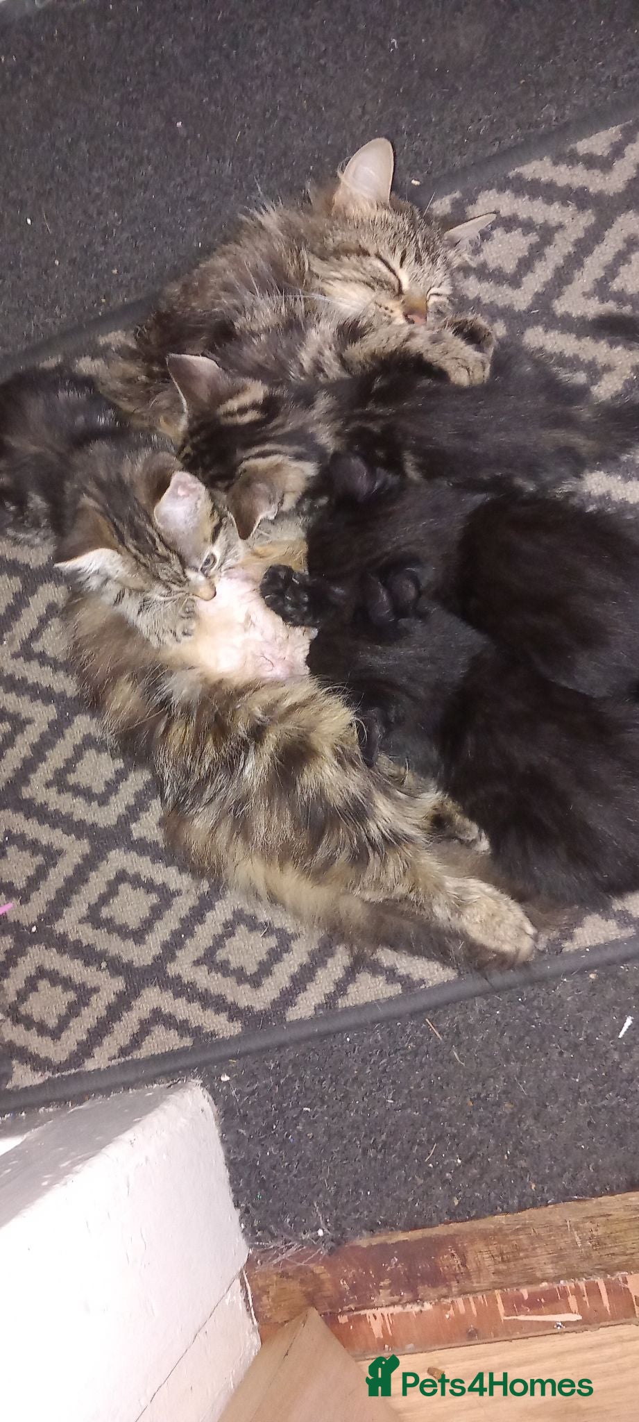 Mixed Breed cats Cute kittens  - Advert 3