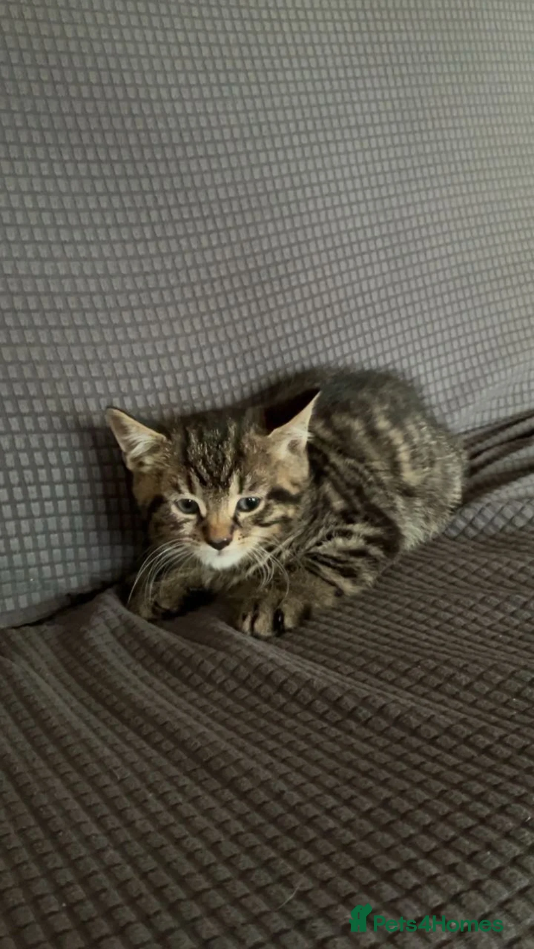 Mixed Breed cats for sale: 3 kittens to go to loving homes  - Advert 2