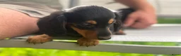 Miniature Dachshund dogs for sale: Adorable miniature dachshund puppies  - Advert 13