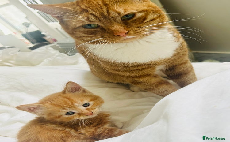Mixed Breed cats - Advert 11