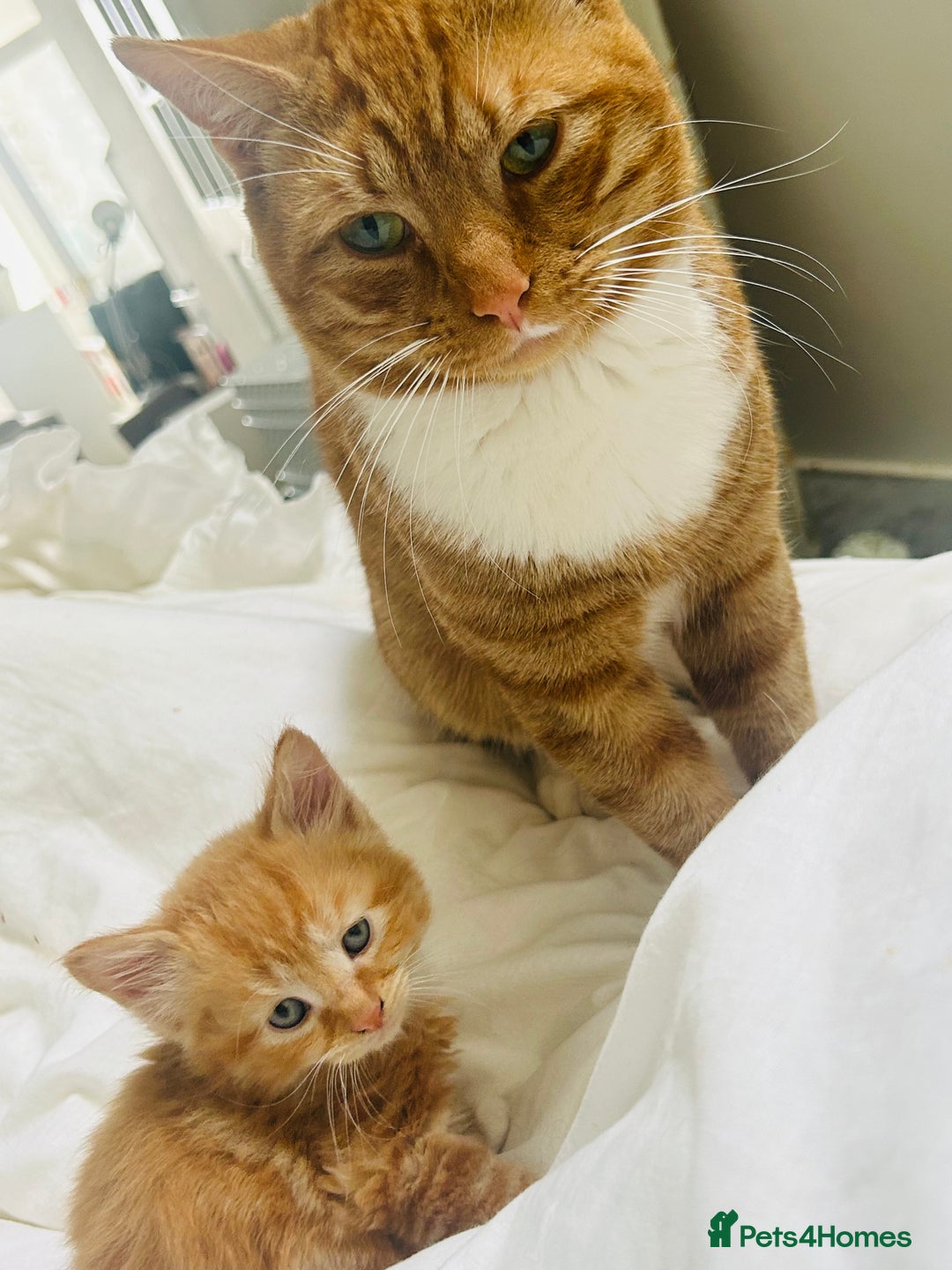 Mixed Breed cats for sale: Sweet tabby ginger male cat for sale - Image 1