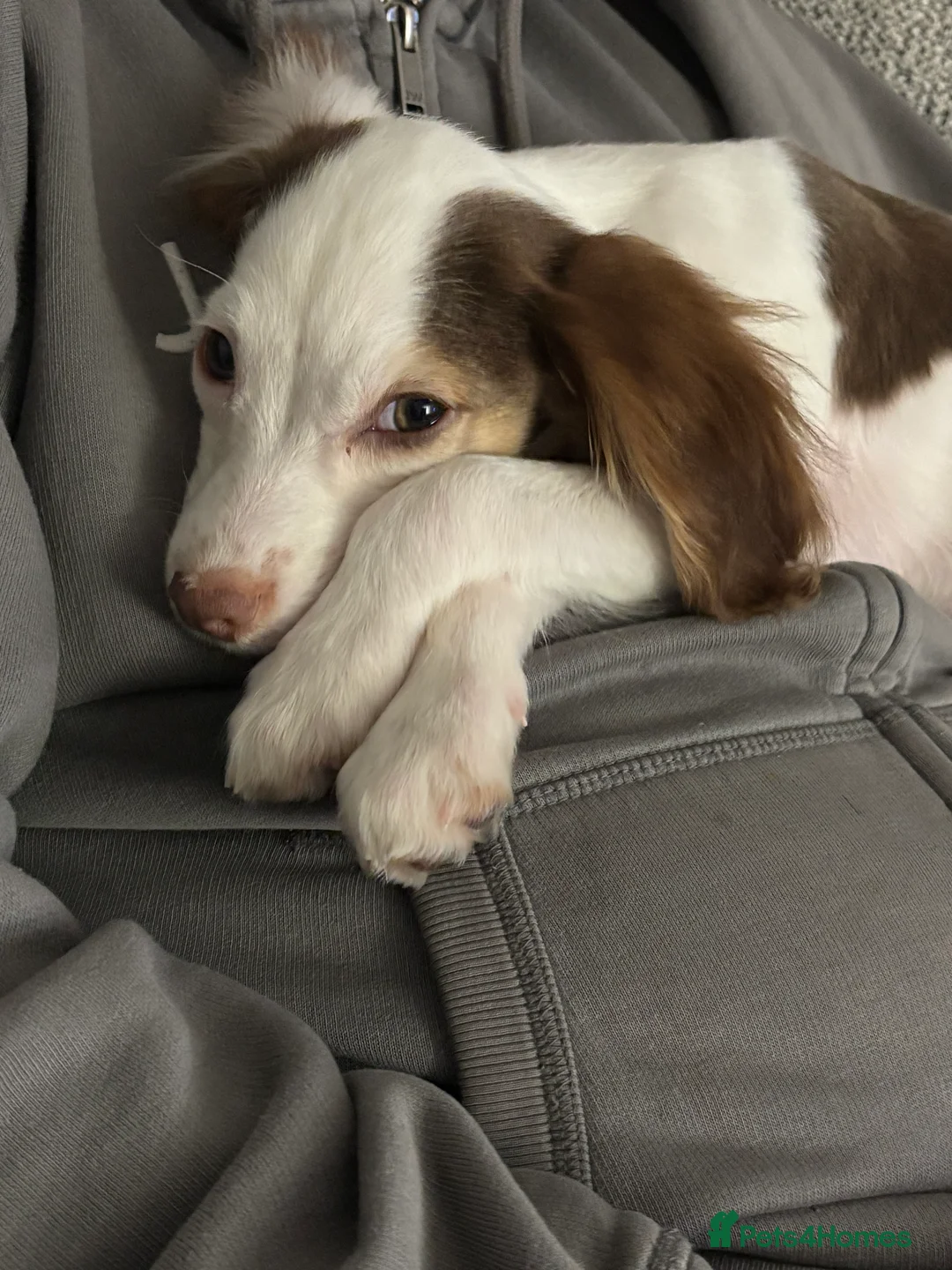 Cocker Spaniel dogs for sale: Male working cocker spaniel  - Advert 6