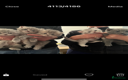 Scottish Fold cats for sale: Scottish fold and Scottish straight kitten - Advert 4