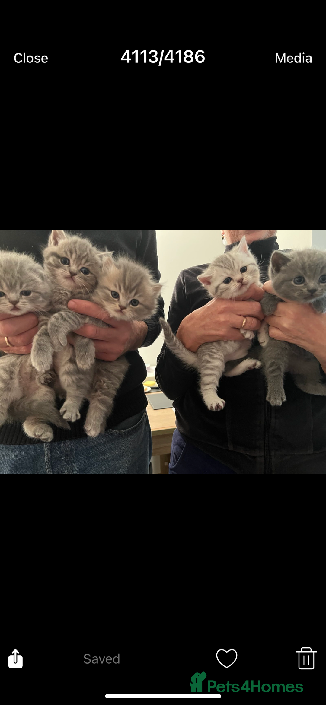 Scottish Fold cats for sale: Scottish fold and Scottish straight kitten - Advert 4