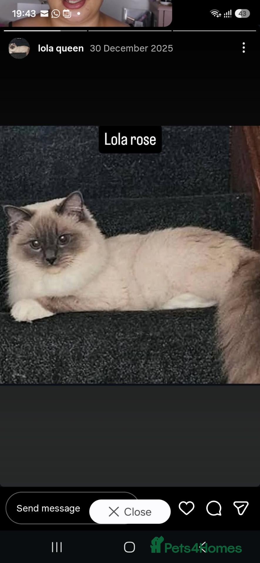 Ragdoll cats 4 stunning boy ragdolls - Advert 2
