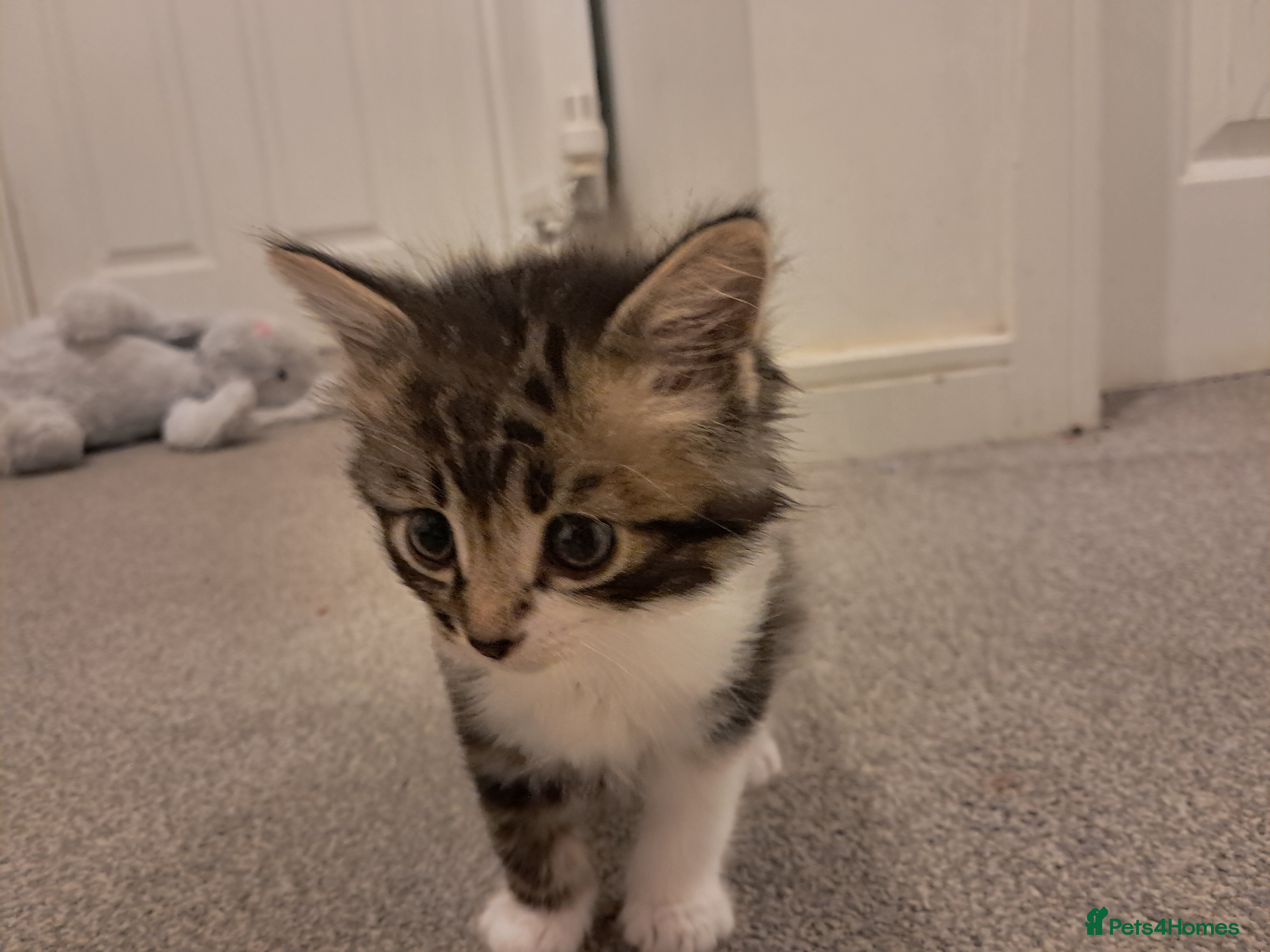 Mixed Breed cats Kittens for sale - Advert 1