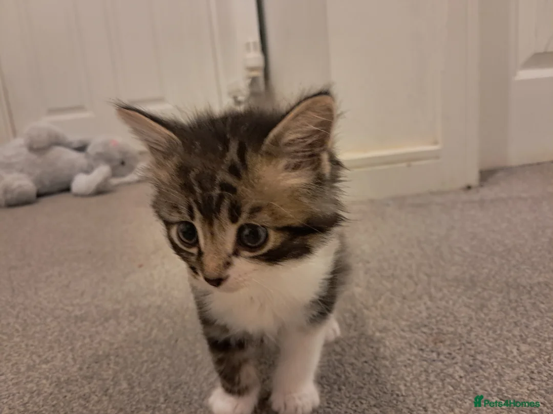Mixed Breed cats for sale: Kittens for sale - Advert 1