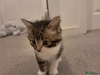 Mixed Breed cats Kittens for sale - Advert 1