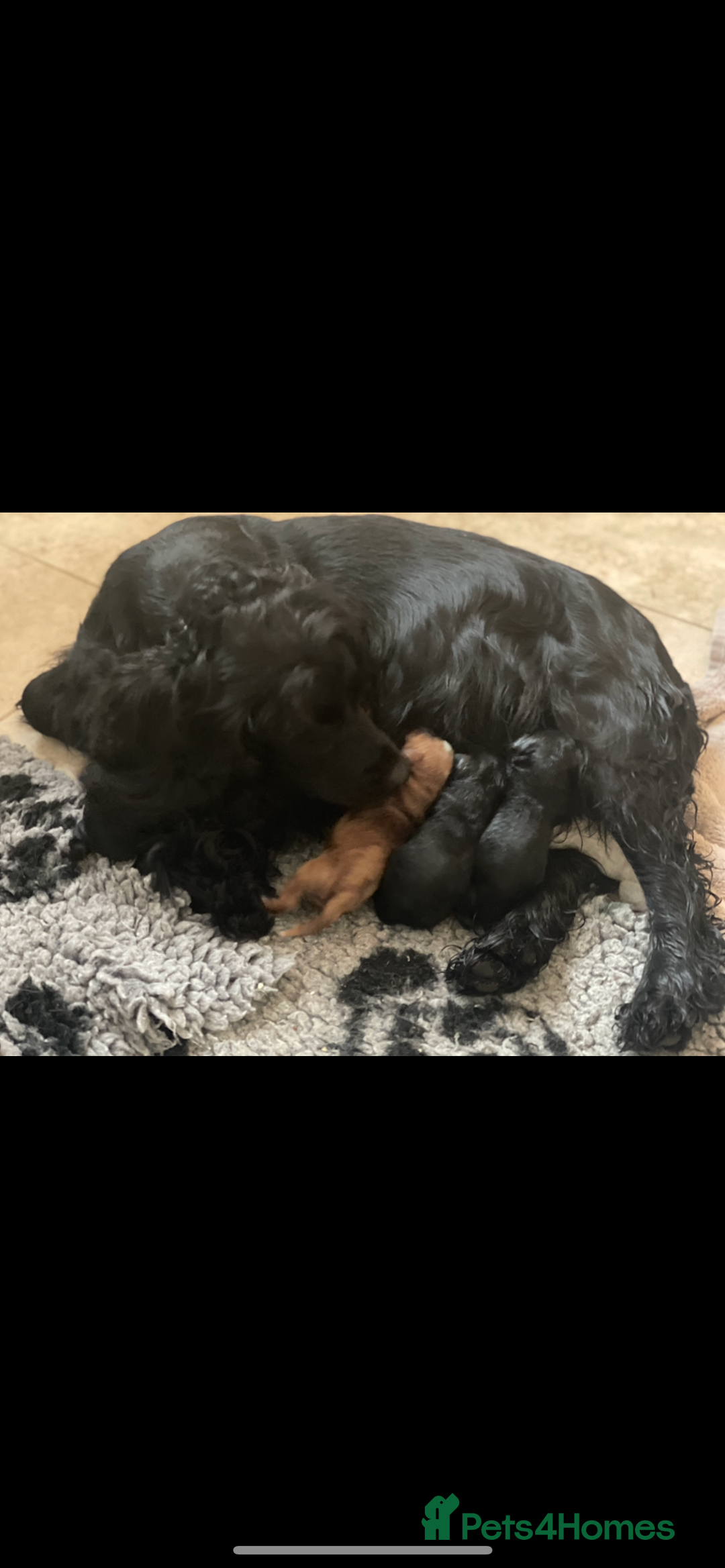 Poodle dogs for stud: GORGEOUS PHANTOM POODLE STUD  - Image 7