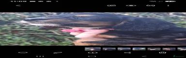 Cocker Spaniel 5