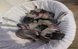 French Bulldog dogs for sale: French Bulldog Puppies  - Image 7