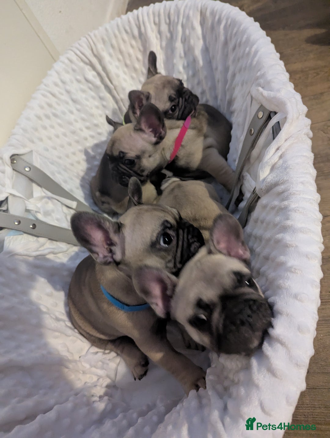 French Bulldog dogs for sale: French Bulldog Puppies  - Image 7